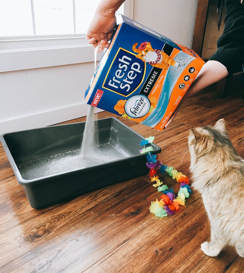 SarahScoop's tweet photo. Winning a trip to Hawaii & a litter box that smells tropical? Yes! @GiveawayBandit @FreshStep #FreshStepFebreze AD https://t.co/VQFgD1VEcL https://t.co/4UzkfLpUG6