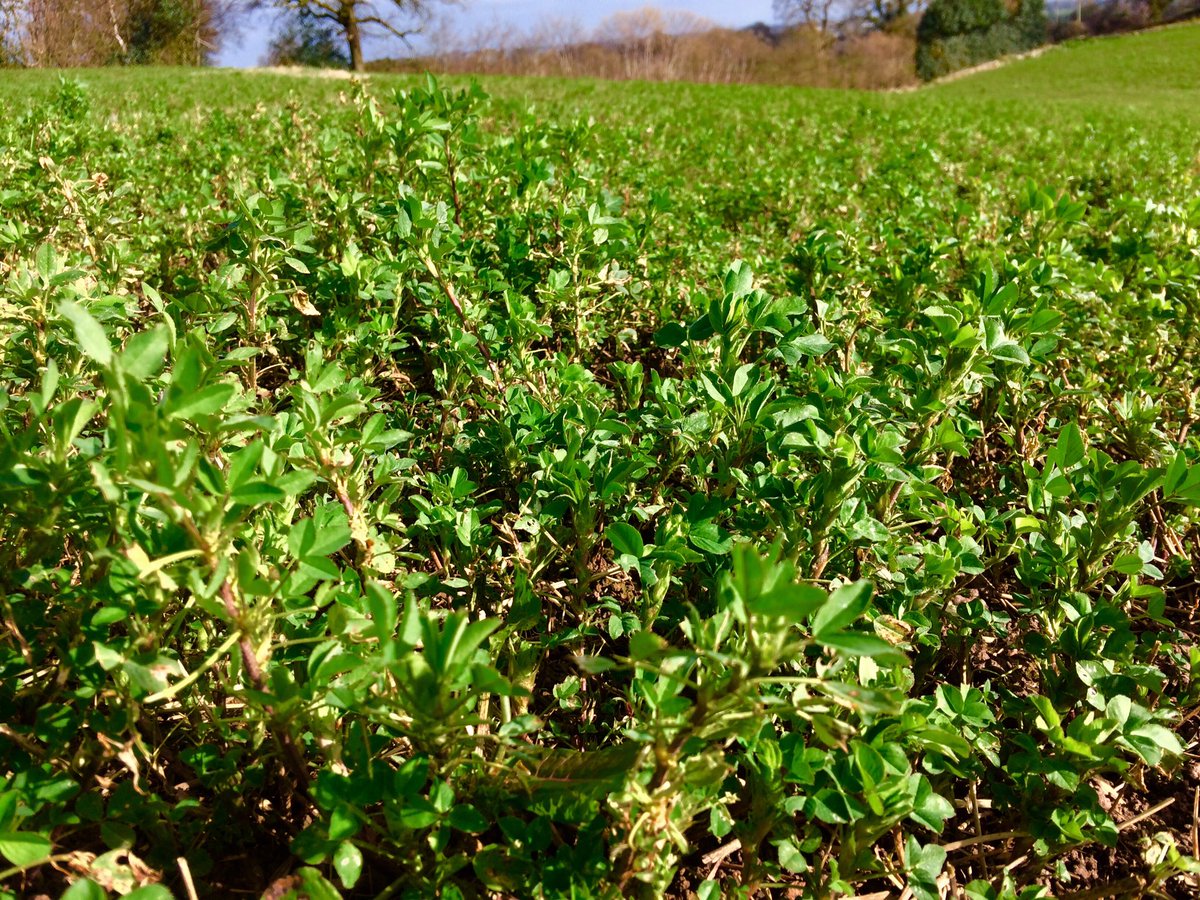 NickersonBen's tweet photo. Wakey, Wakey! Rise And Shine!
#Lucerne #MilkFromForage #THESeedsMen https://t.co/7PmnMzoL7N