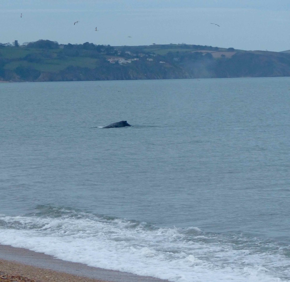#startbaywhale Slapton Sands, 1800hrs tonight feeding well. <a href="/sophiepierce/">Sophie Pierce</a> <a href="/emmathomasson/">Emma Thomasson</a> <a href="/GreatDevonDays/">Devon Days #LoveDevon</a> <a href="/mojo90/">Johnny Morris</a> <a href="/Devon_Hour/">#DevonHour</a> <a href="/VisitDevon/">Visit Devon</a>