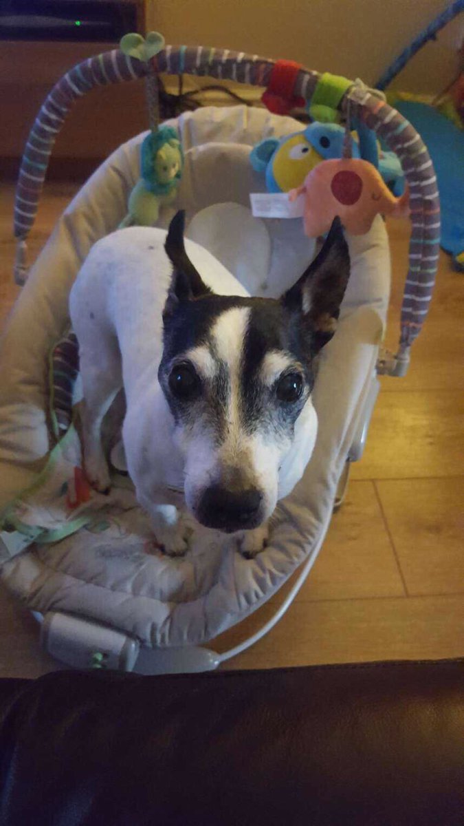 PawprintsHols's tweet photo. Another in the #stoopiddog in human baby sister's chair series 🐾🙈😂 @dotty4paws @ministryofdog @WoofWoofNetwork #ThursdayThoughts https://t.co/4sLo2YsfKT