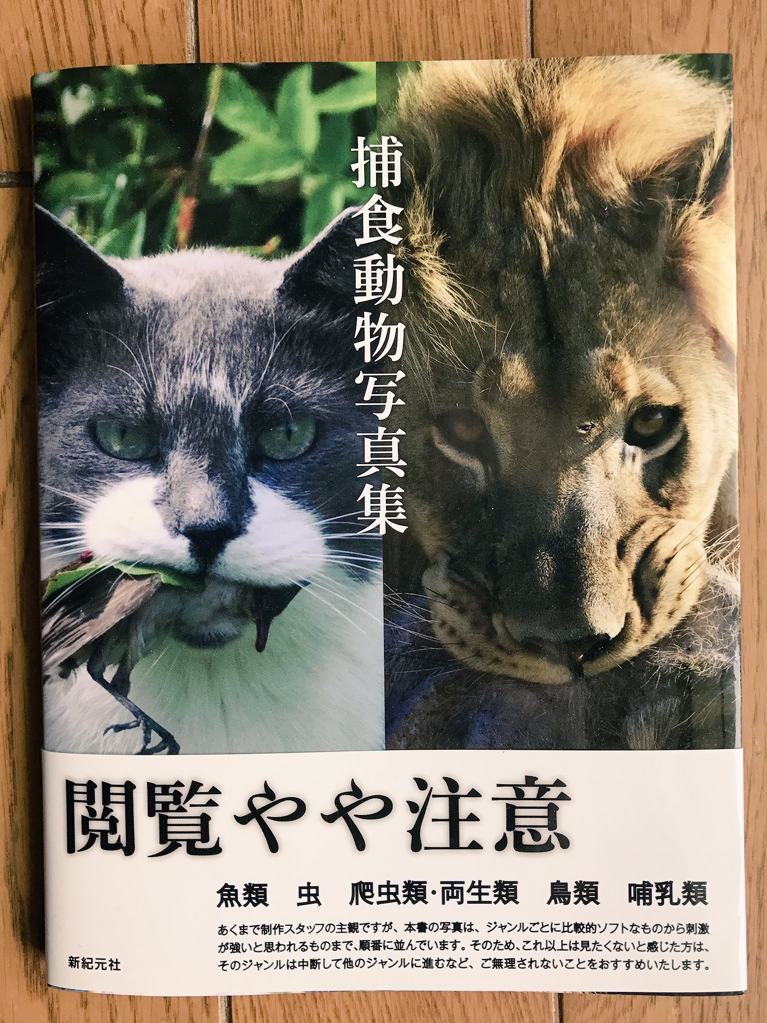 キャッツミャウブックス イケイケ ゴーゴー 捕食動物写真集 仔猫だって肉食なのだ いか文庫社員 いか文庫5周年おめでとう T Co 3c8tbjrnfk T Co Ht6hokqskx Twitter