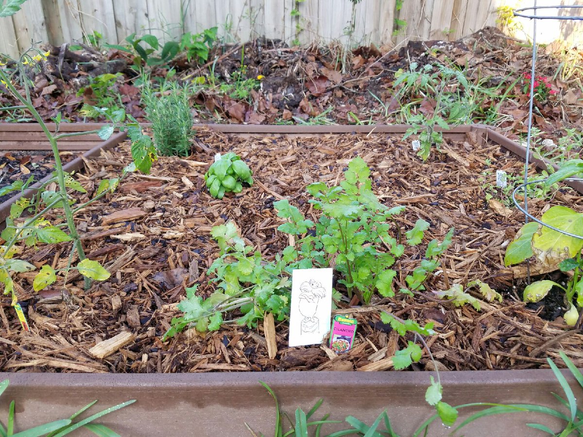 berndeberri's tweet photo. Growing your own food is environmentally friendly bc it reduces transportion needs and fossil fuel emissions @Mainlandlorax #unlessMHS https://t.co/OtNyfiHkXx