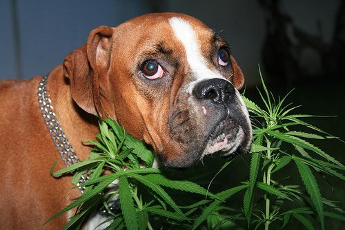 HIGH_TIMES_Mag's tweet image. Pot for Pets: Owners Treat Sick Animals with #Cannabis. bit.ly/2mFYZR6