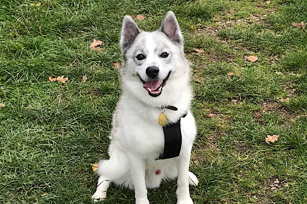 PomskyCentral's tweet photo. Thursday's Pomsky of the Day comes from Taunton, England. Loki the Pomsky: Owner Kayleigh Rowland
Click https://t.co/NH4smyVZk2 to see more! https://t.co/OhAgTRRlw4