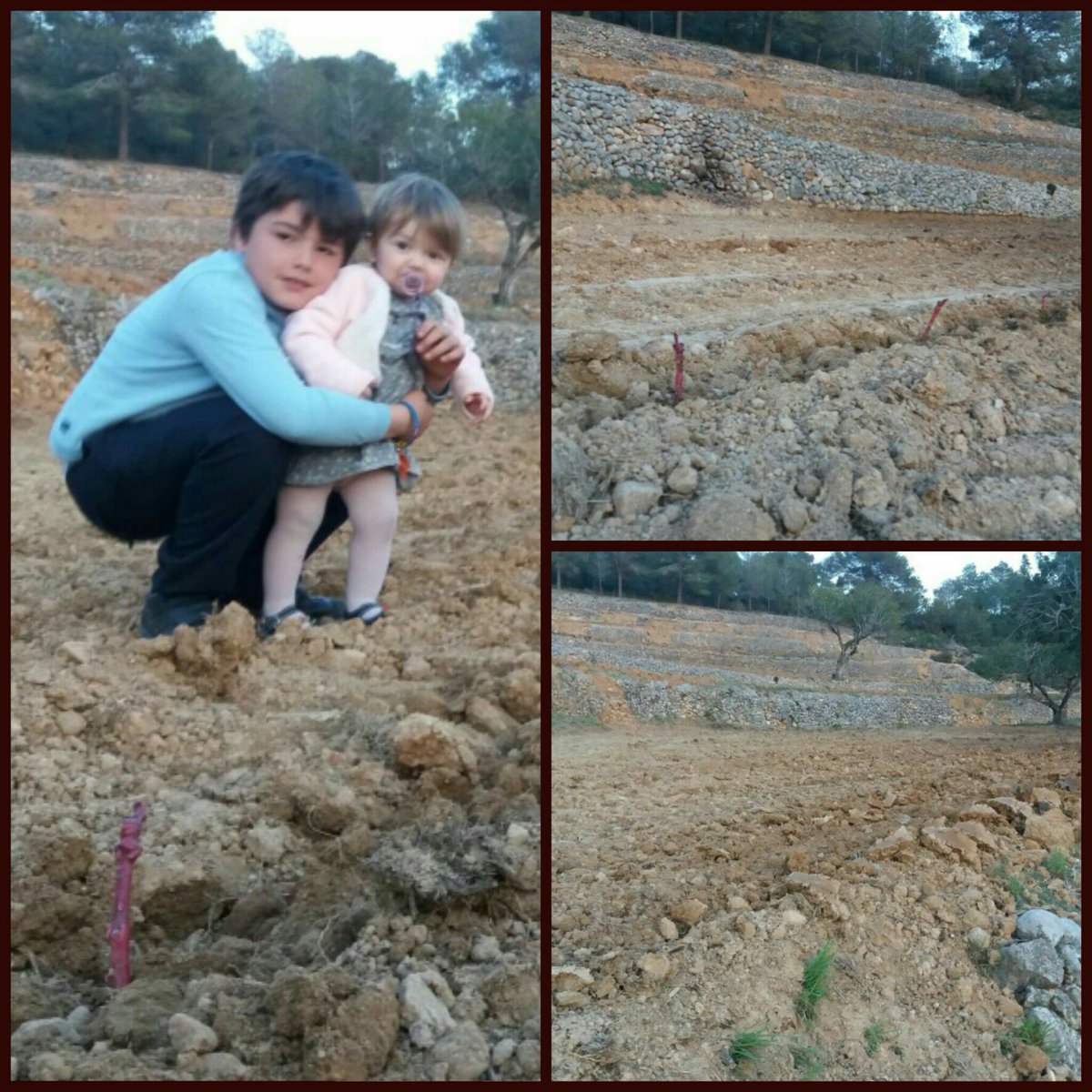 autoctonceller's tweet photo. Like our children we are very excited for new baby SUMOLL, new vineyards 😀 our future 😀 #sumoll #masvilella #autocton https://t.co/cRgBcysDz1