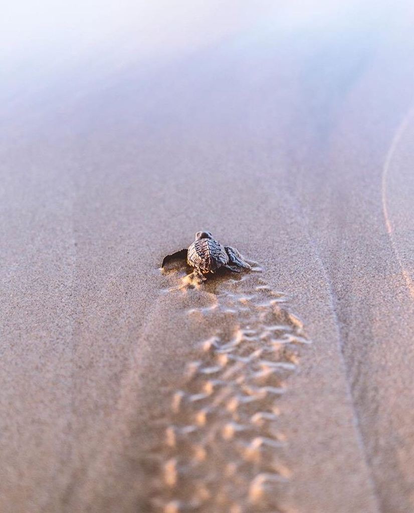 playaviva's tweet photo. Into the wild blue. She needs you to support her journey. 📷by @charlottelittlewolf #endang… https://t.co/ZFW5jY7hHl https://t.co/iiIZ0D50sD