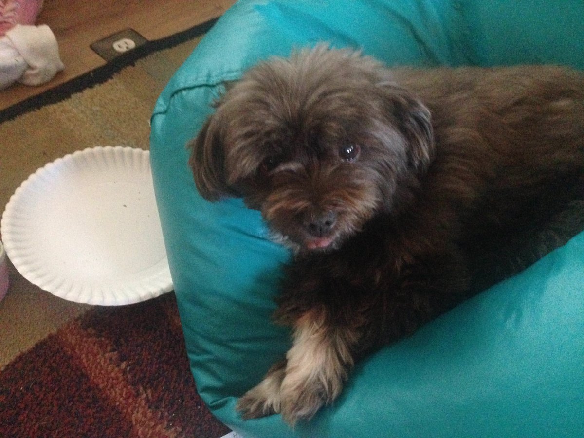 MitzaPlix's tweet photo. This #Ewok just stole my plate! #StarWars #funny #ANFSCD #WhoIsRicky #writerslife #indiedev #gamedev #ThursdayThoughts #dogsoftwitter @yosp https://t.co/cW5H2vdQDg