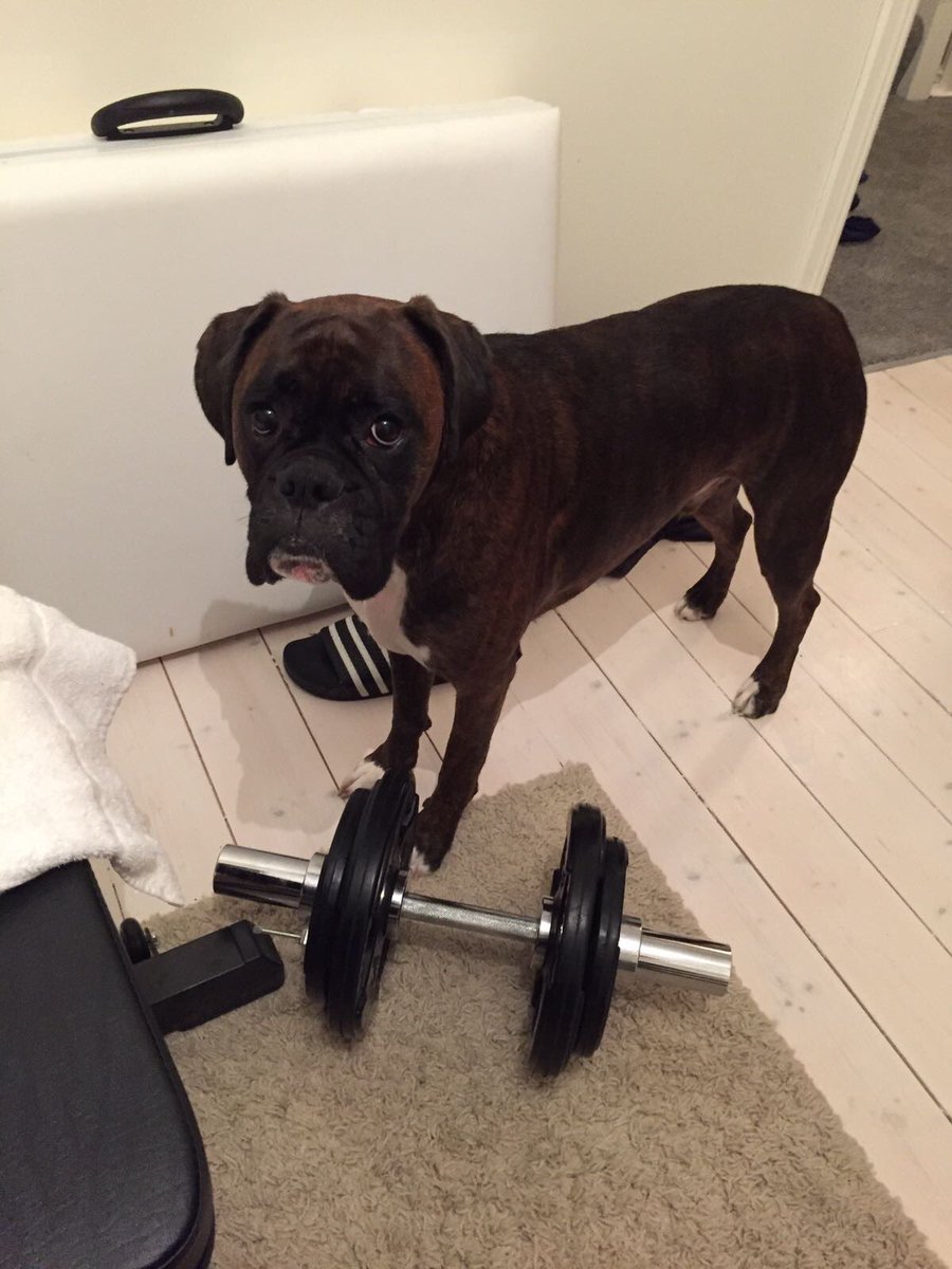 Stella (@msmac) on Twitter photo 😍Stan😍 RT <a href="/jenfox84/">Jennifer Fox</a>: Me & Stan are tryin to work off these pregnancy pounds 😝🏋🐾
#myworkoutbuddy
<a href="/dogcelebration/">CelebrationOfDogs</a> 😍Stan😍 RT <a href="/jenfox84/">Jennifer Fox</a>: Me & Stan are tryin to work off these pregnancy pounds 😝🏋🐾
#myworkoutbuddy
<a href="/dogcelebration/">CelebrationOfDogs</a>
