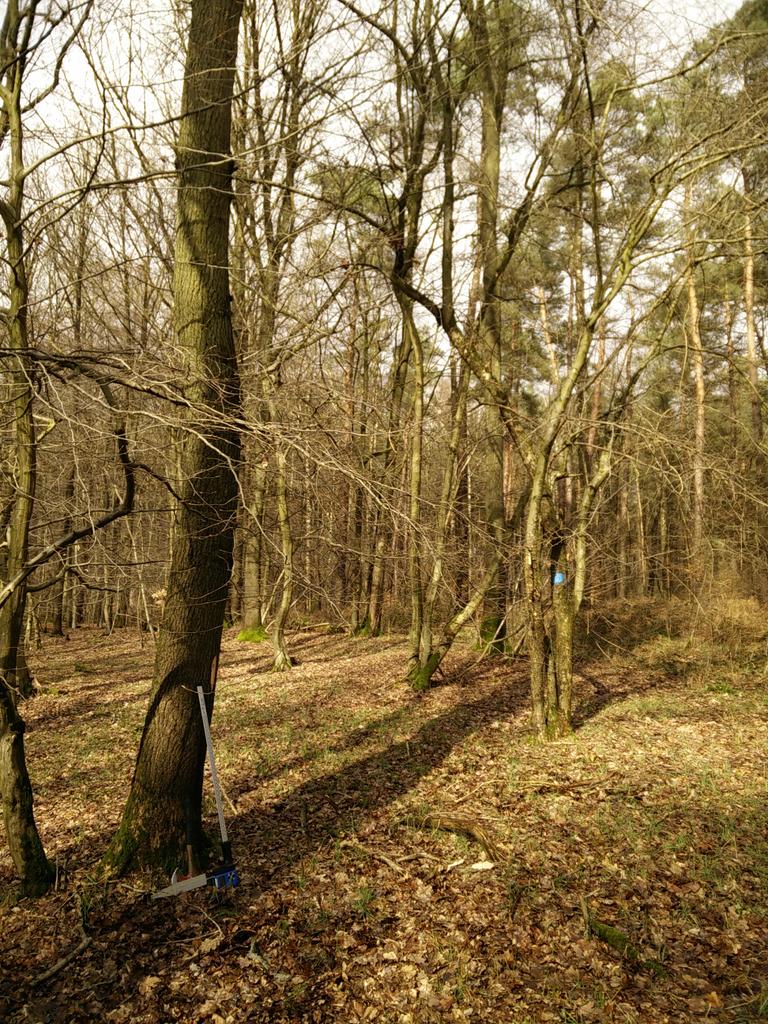 Boswachter_Marc's tweet photo. Lentegevoel! Dagje buiten in #Meerdaalwoud. #Hamering in eikenbestanden met zeldzame wilde appel. Die geven we wat extra licht met #dunning. https://t.co/TIM8kDEenL