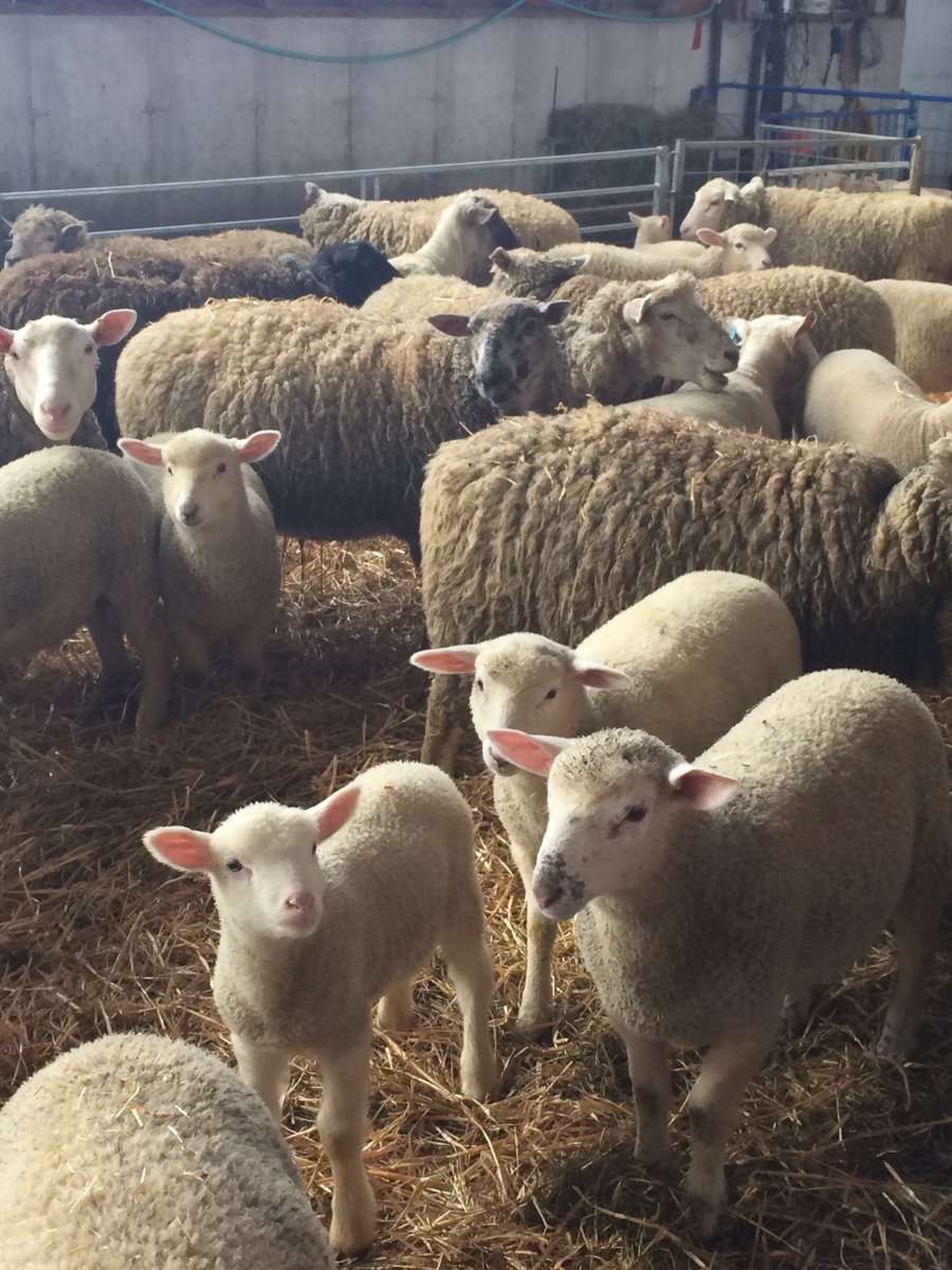 Great first stop at Ringgenberg farms! Thanks @NavySH33P for the tour #oacsheep&amp;goatclub #bustour2017