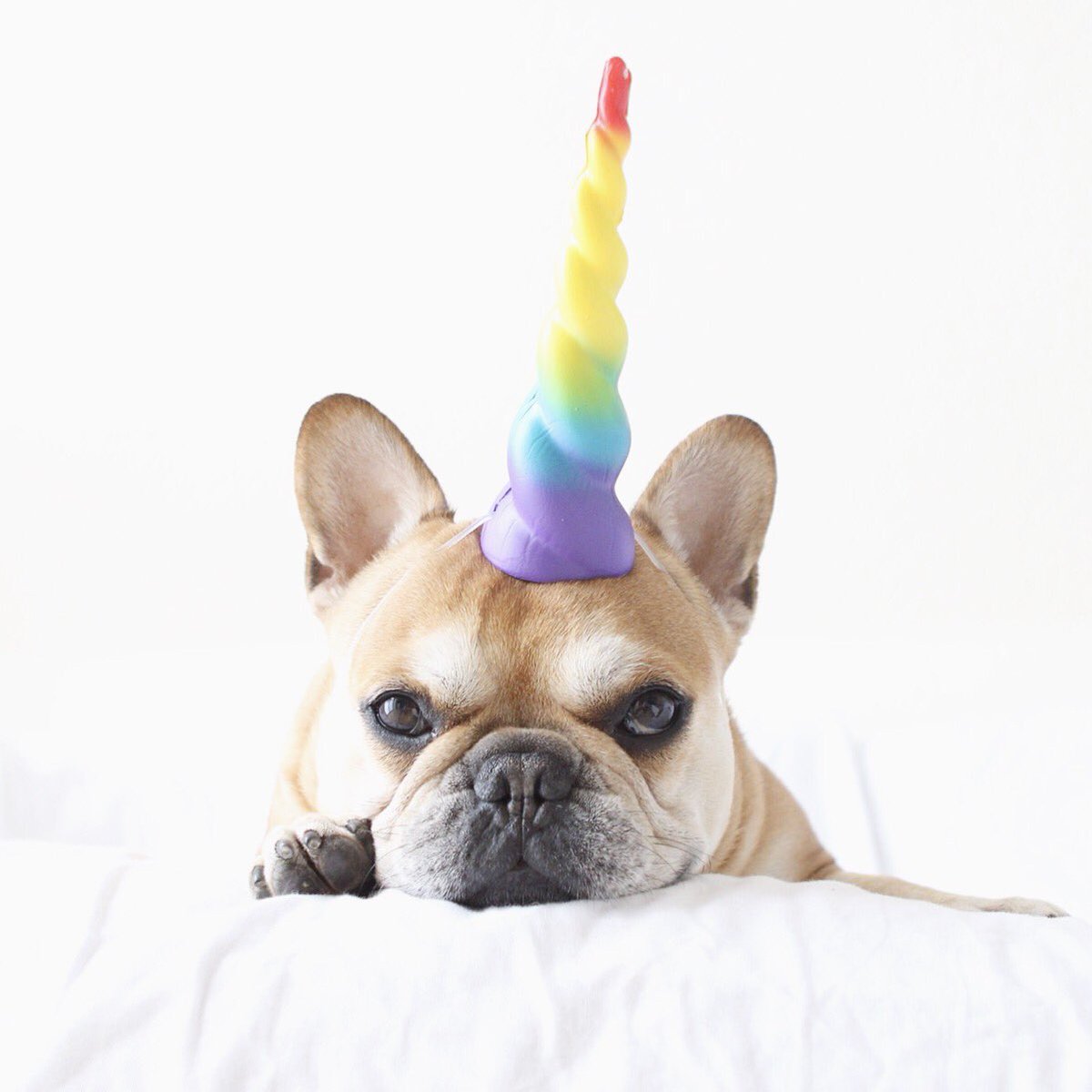 cesar_frenchie's tweet photo. It's okay to be different 🦄🌈 #frenchiecorn @barkbox https://t.co/K885PvzxOu