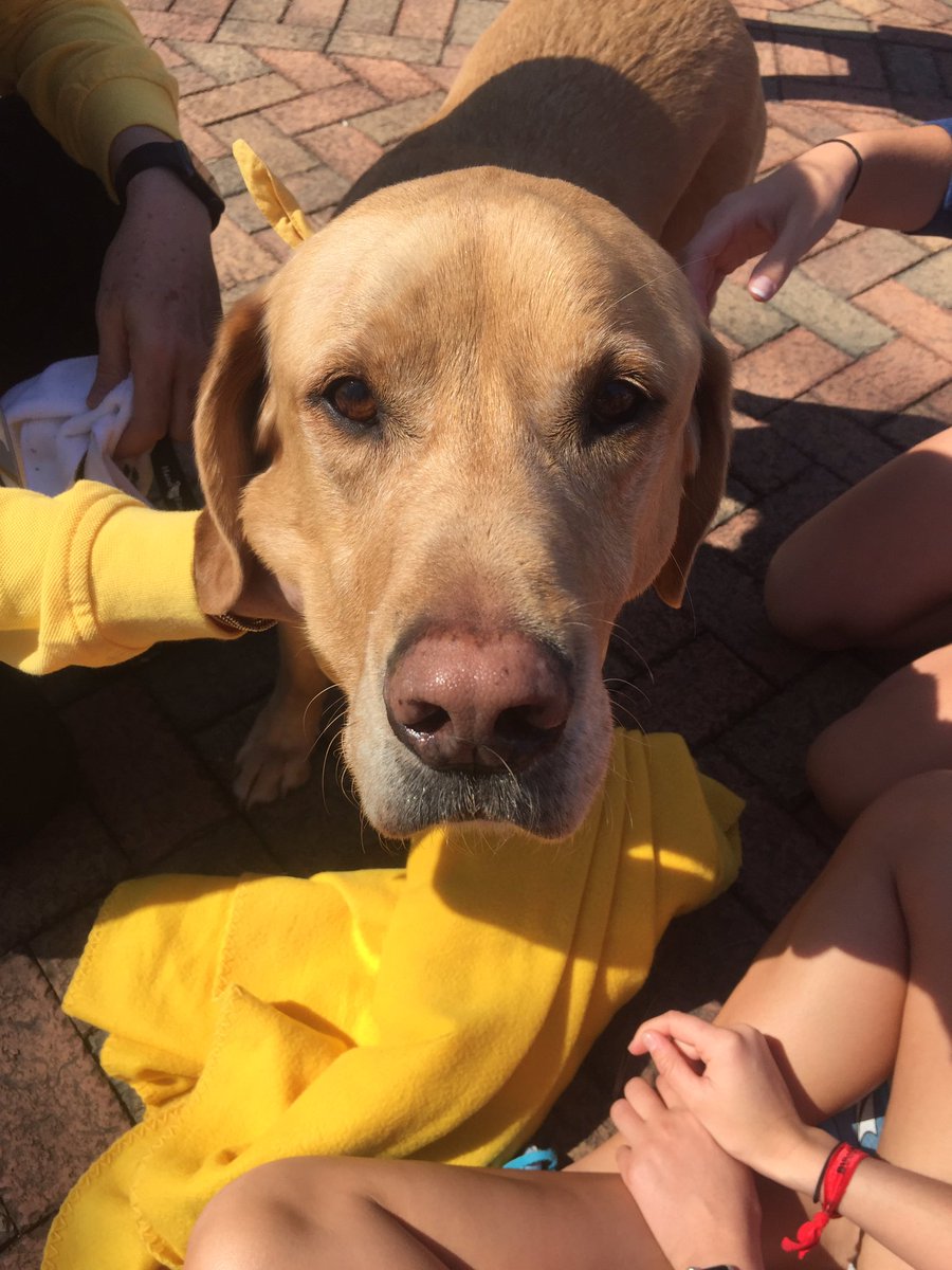 facethefive's tweet image. Don't you wanna love on this puppy?! Come to the Law plaza now!