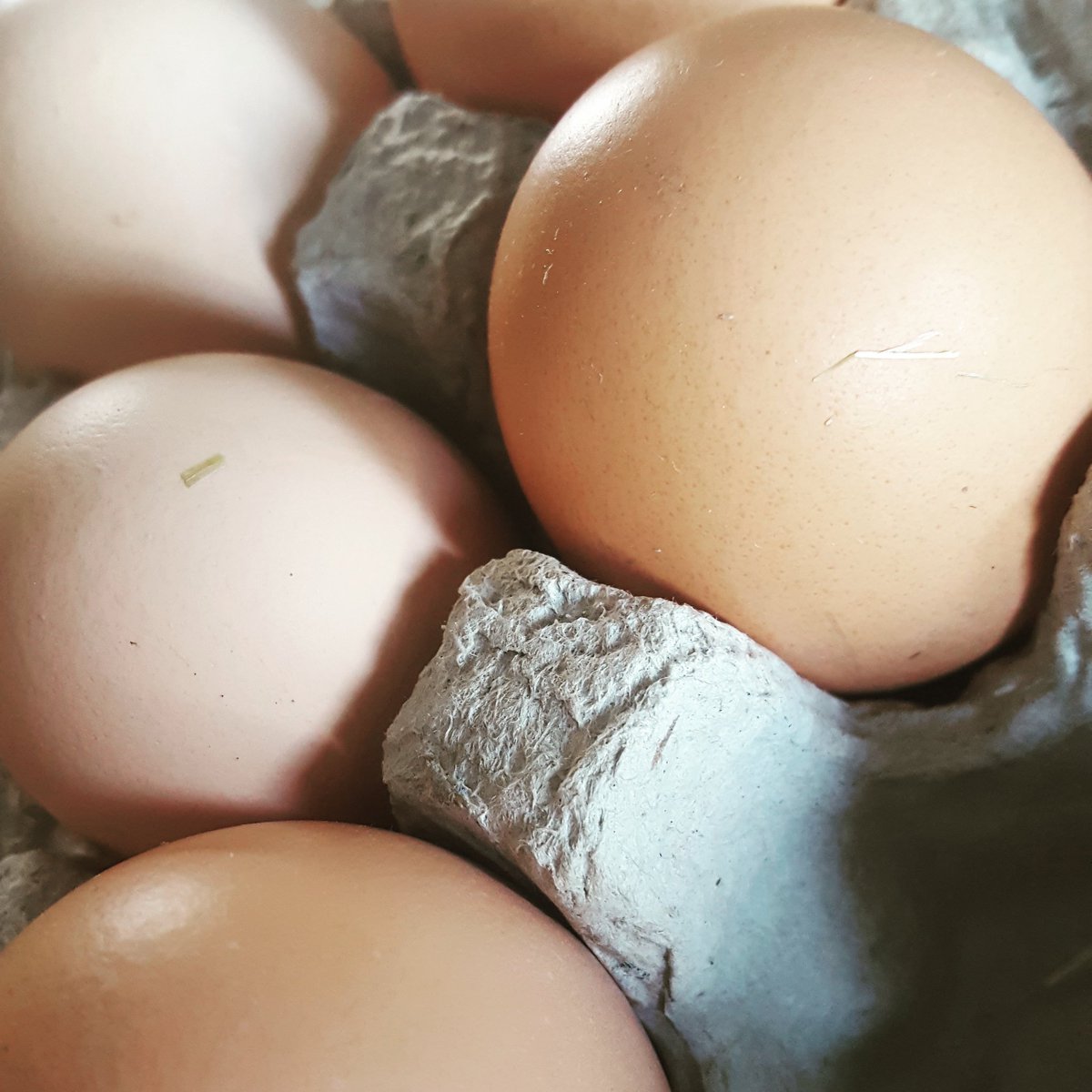 HolisticBrooke's tweet photo. You know your eggs are farm fresh when they still have straw on them. #grazedright #farmfresh #pastureraisedeggs @GrazedRight https://t.co/IL1aGrBNyE