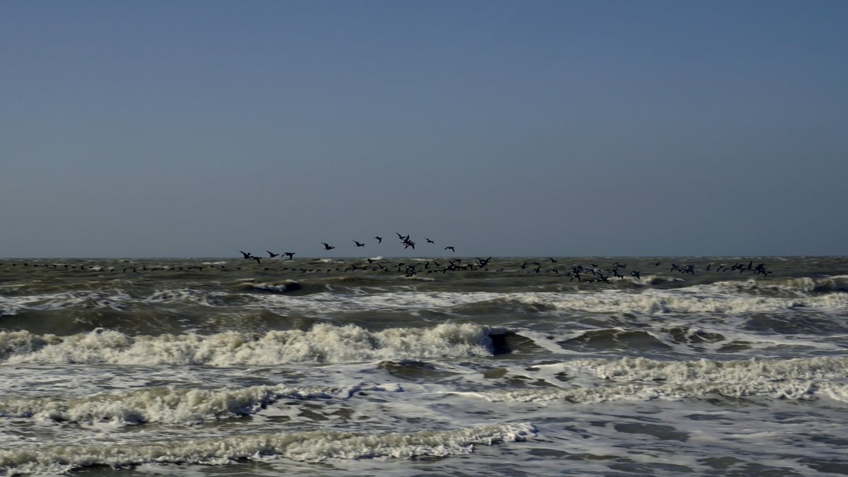 DZK_Julianadorp's tweet photo. Er wordt behoorlijk getrokken aan de kust...
#dezeekust #trekroute https://t.co/ZAMys0H9DL