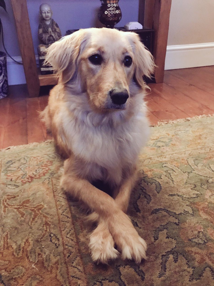 flat haired labradoodle