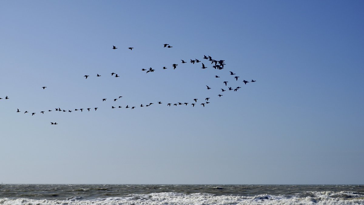 DZK_Julianadorp's tweet photo. Er wordt behoorlijk getrokken aan de kust...
#dezeekust #trekroute https://t.co/ZAMys0H9DL