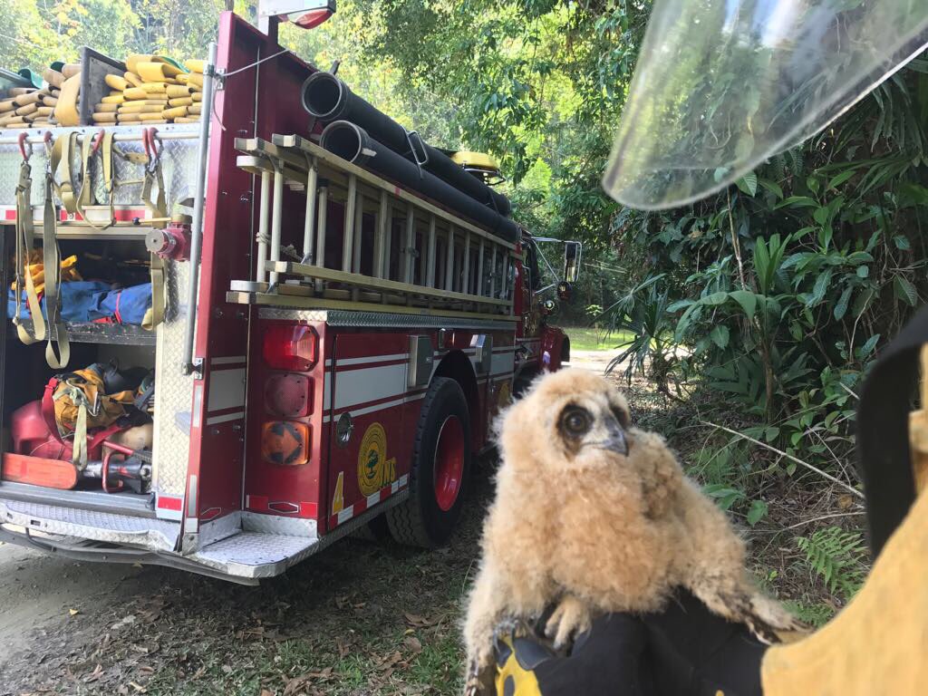 Rescate de un Pichón de lechuza herido en Puntarenas, Golfito.Las Trenzas.El  Pichón fue entregado al MINAE para su valoración y atención.