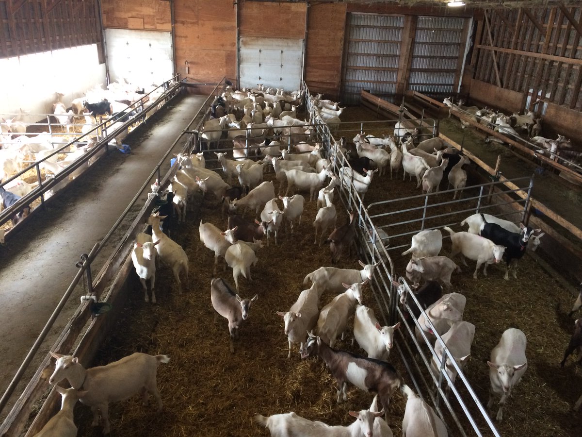 Second stop was another success at the Studhalter's dairy goat farm! Thanks for the tour #bustour17 #oacsheep&amp;goatclub