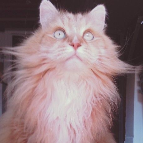 _ChaPacha's tweet photo. On vous a pas dit mais Flanagan joue dans le prochain Astérix &amp; Obelix 😹 #chapacha #chagaga #catsitting #paris #prochainfilm #chatacteur https://t.co/balXbWmxog