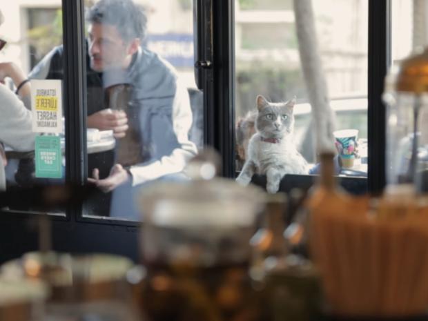 ArtTheatre's tweet photo. Each frame of Kedi is like the kitty edition of where's waldo. Fall in love and find them all! #kedi #catdocumentary #forthecatlovers https://t.co/zYozv8Uu5d