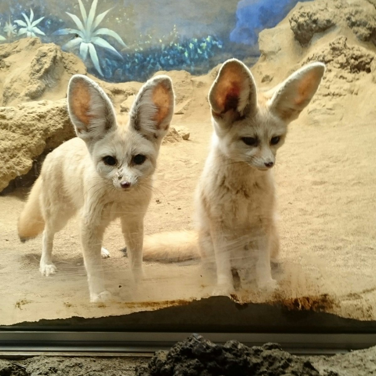 ট ইট র Disney Room Disney垢 映画ズートピアに登場するニックワイルドの仲間のフィニック そのフィニックのモデルとなった 動物のフェネックギツネをシャボテン公園という場所で初めて生で見ました フィニックと似ていて可愛いです 日本でも飼えるらしい