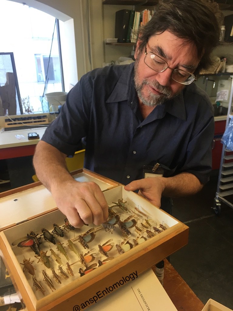 ANSPEntomology's tweet photo. #todayonthetable 
Prof. of Bio. &amp;Environ. Sci. at Widner U., Dr. Bruce Grant brought in some grasshoppers he collected in Texas in the 1980s https://t.co/etiAzBZlPG