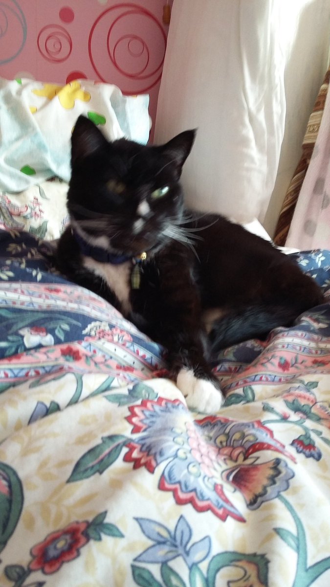 Hanbobilly's tweet photo. @TreasuryMog @Number10cat @DiploMog Is it possible for Sammy and Nanna to get a retweet?  We've had them 4 years today!  #cats https://t.co/T8D7LeqMyA