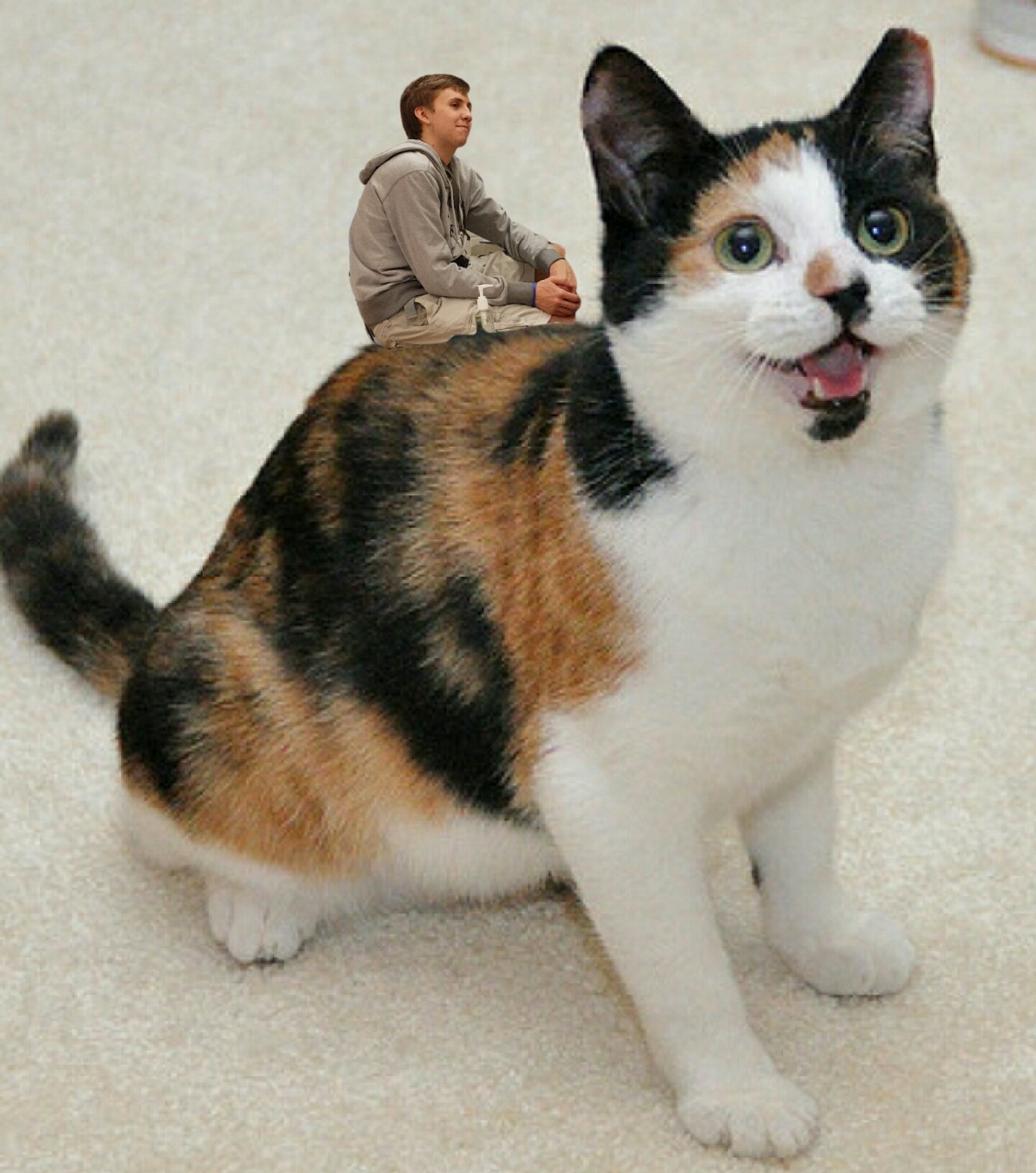 Окрас калико у кошек