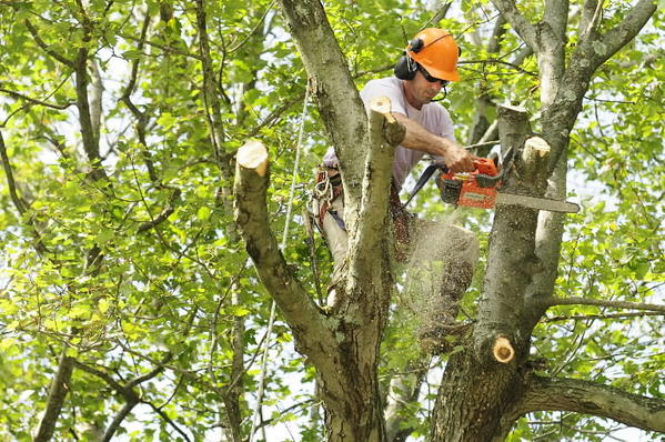 FrancoTree408's tweet photo. #ResidentialTreeServices #TreeProblemDiagnosis #Cupertino https://t.co/DsO2QpVqTE