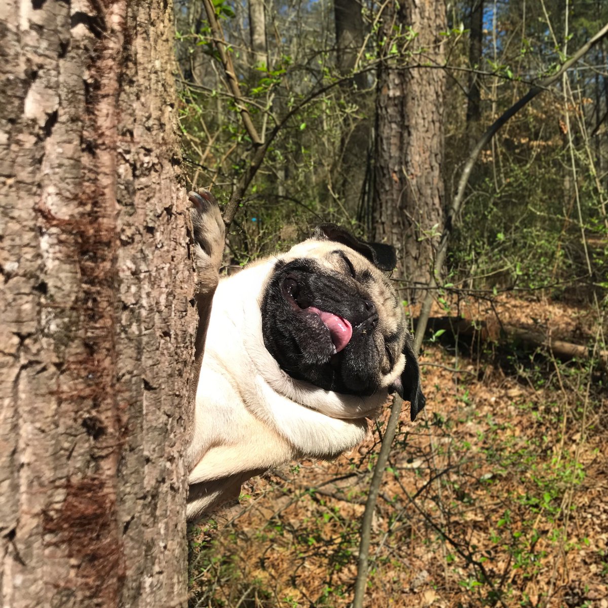 itsdougthepug's tweet photo. Peek-a-pug https://t.co/TOUzB5PnlD