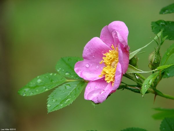 did you know that HSNP has a wide variety of wildflowers, a rare local chinquapin species, AND occasionally the rare Graves spleenwort #sick