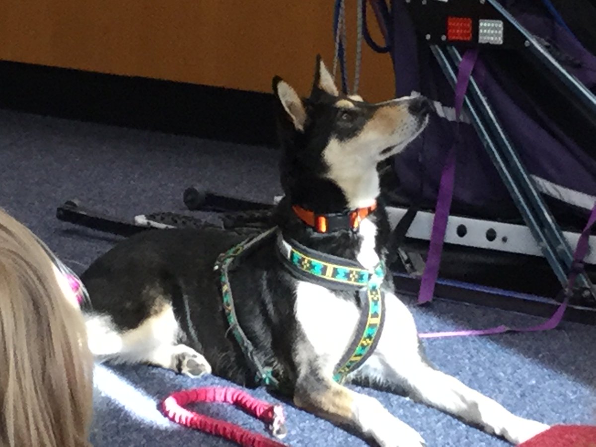 tweetingbis's tweet photo. Writer, Blogger, Musher Karen Land visiting BIS with "Noggin."  She is speaking to 3rd graders about her experience in the Iditarod. https://t.co/L8P3afs2PI