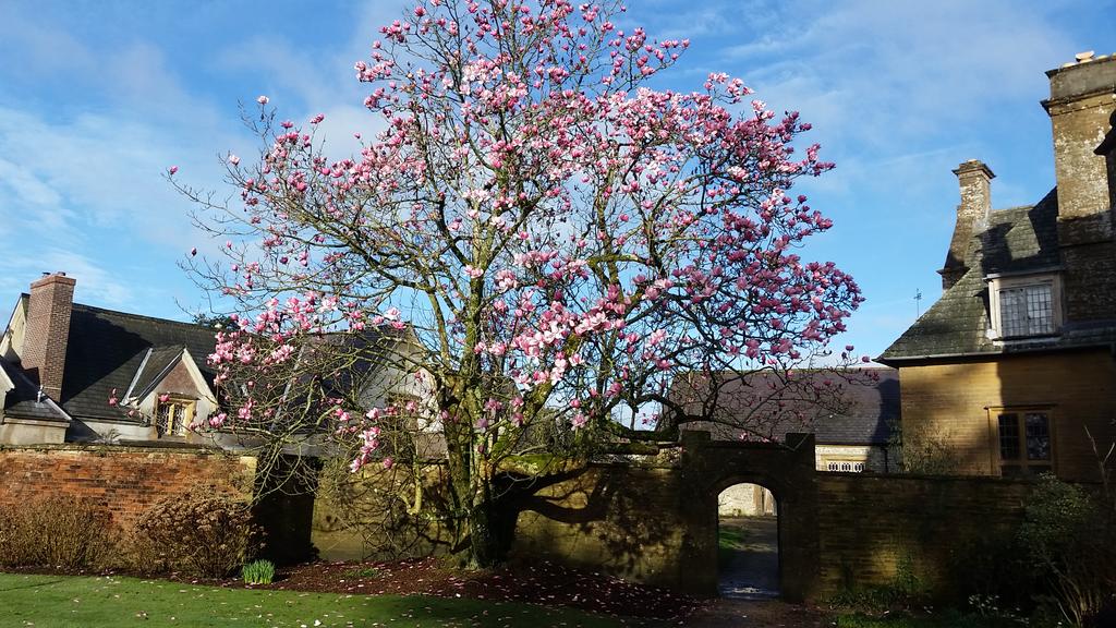 Wow!! Magnolia campbellii looking so fantastic today #dorset #gardens #Horticulture #flowers
