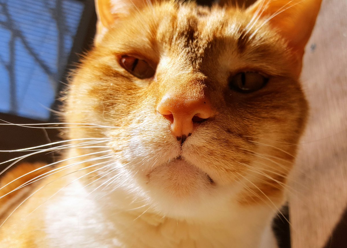 Landys_Photos's tweet photo. Before my nap selfie. #LookingSoGood https://t.co/IFbhy3aLc7