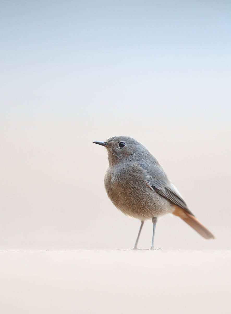 MikeMcKen8's tweet image. Black redstart @NatureUK @BBCSpringwatch @wildlife_uk @BirdGuides flickr.com/photos/mikemck…