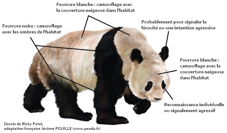Www Panda Fr Pourquoi Les Pandas Geants Sont Ils Noir Et Blanc Why Are Giant Pandas Black And White T Co 74uqbu5w9f Www Panda Fr Pourquoi Les Pandas Geants Sont Ils Noir Et Blanc Why Are Giant Pandas Black And White T Co 74uqbu5w9f