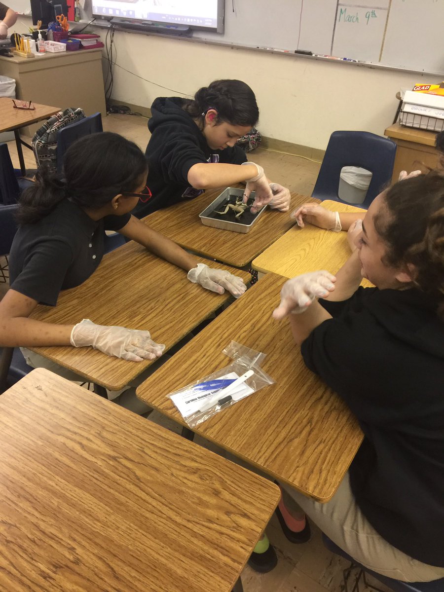 deafedteach's tweet photo. Dissection in Mrs. Tafoya's 7th grade science class! @SWilsonLISD @LubbockISD https://t.co/ugpMhDuCip