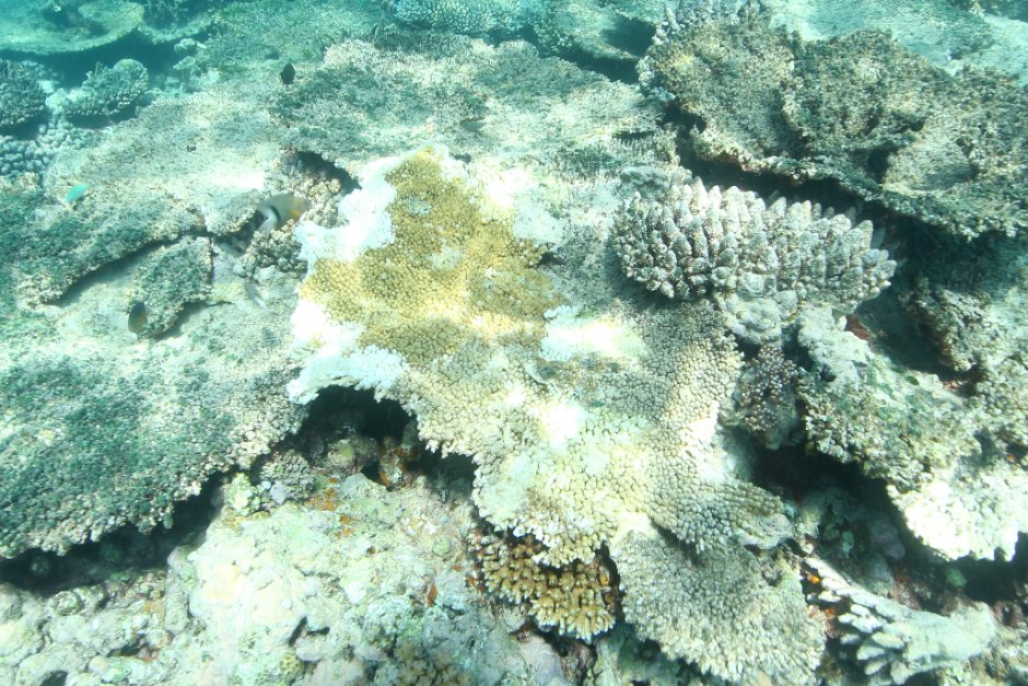 abcnews's tweet photo. Another mass bleaching event scorches #GreatBarrierReef https://t.co/VPXcn4SnCg https://t.co/jHch78VQmE