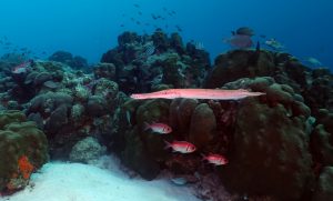 SubiniAA's tweet photo. Divers Giving Back in Bonaire #scubadivinggear https://t.co/5Vc8WJ2DYd https://t.co/aU2GzkxlD9