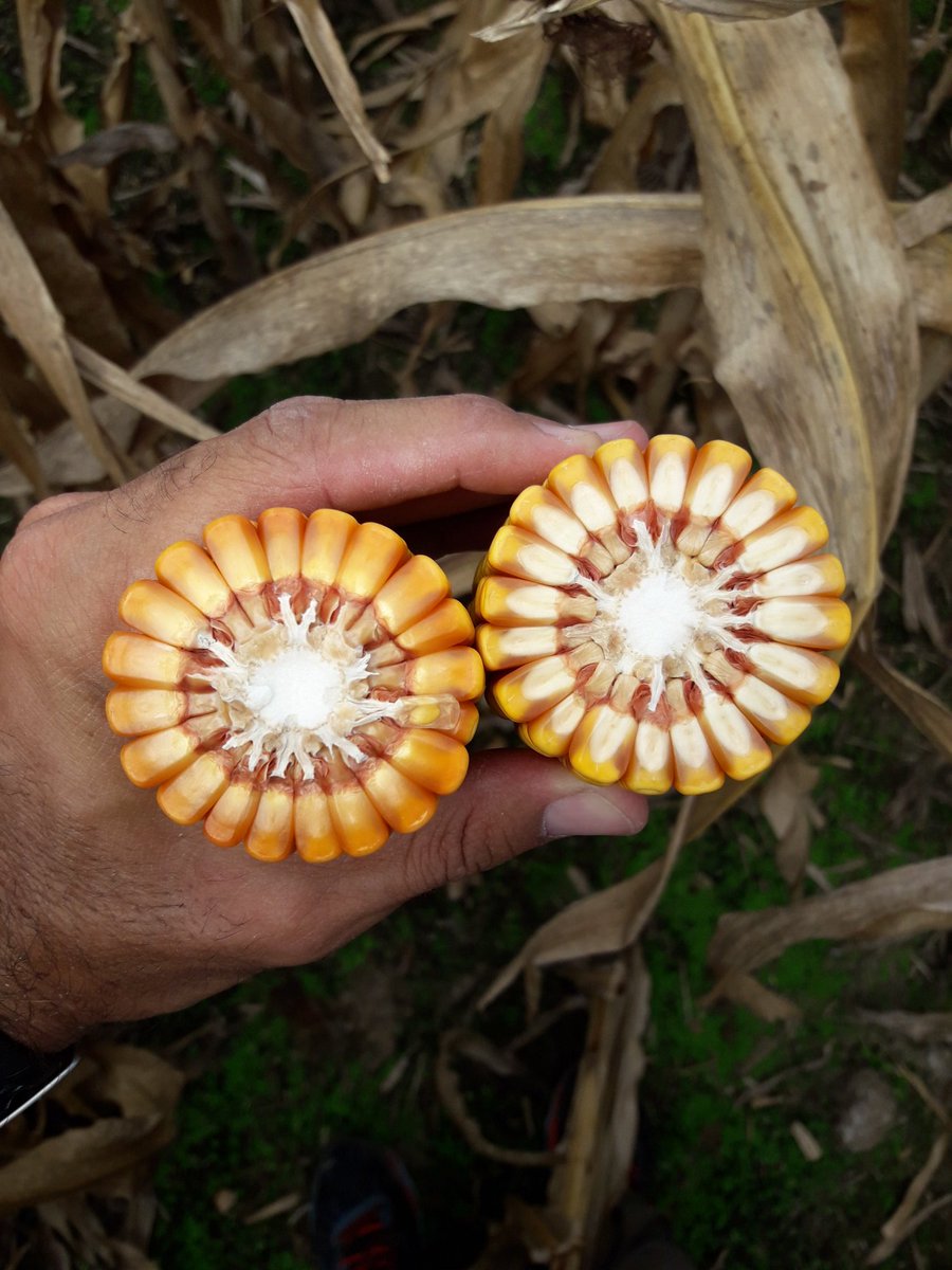 Fede_Venier's tweet photo. Que potencial tiene este híbrido #SYN875Vip3 promedio 20 hileras.
Impresionante!!! @Syngenta_ar @Gennarus1 https://t.co/ExC8eiGJs2