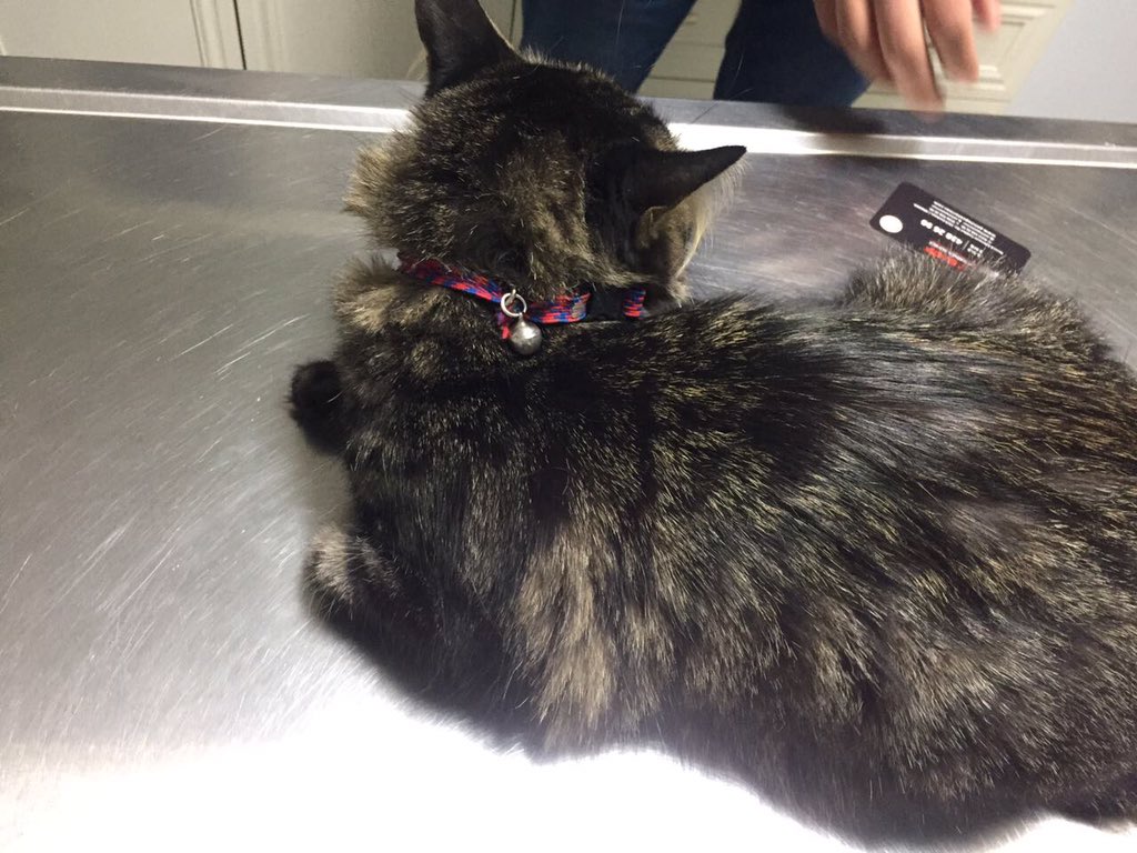 Çetinkaya ışıkları turangüneş bulvarında ev kedisi bulduk,Şuan veterinerde.Hipotermi olmuş durumu ciddi.Sahibi görür belki