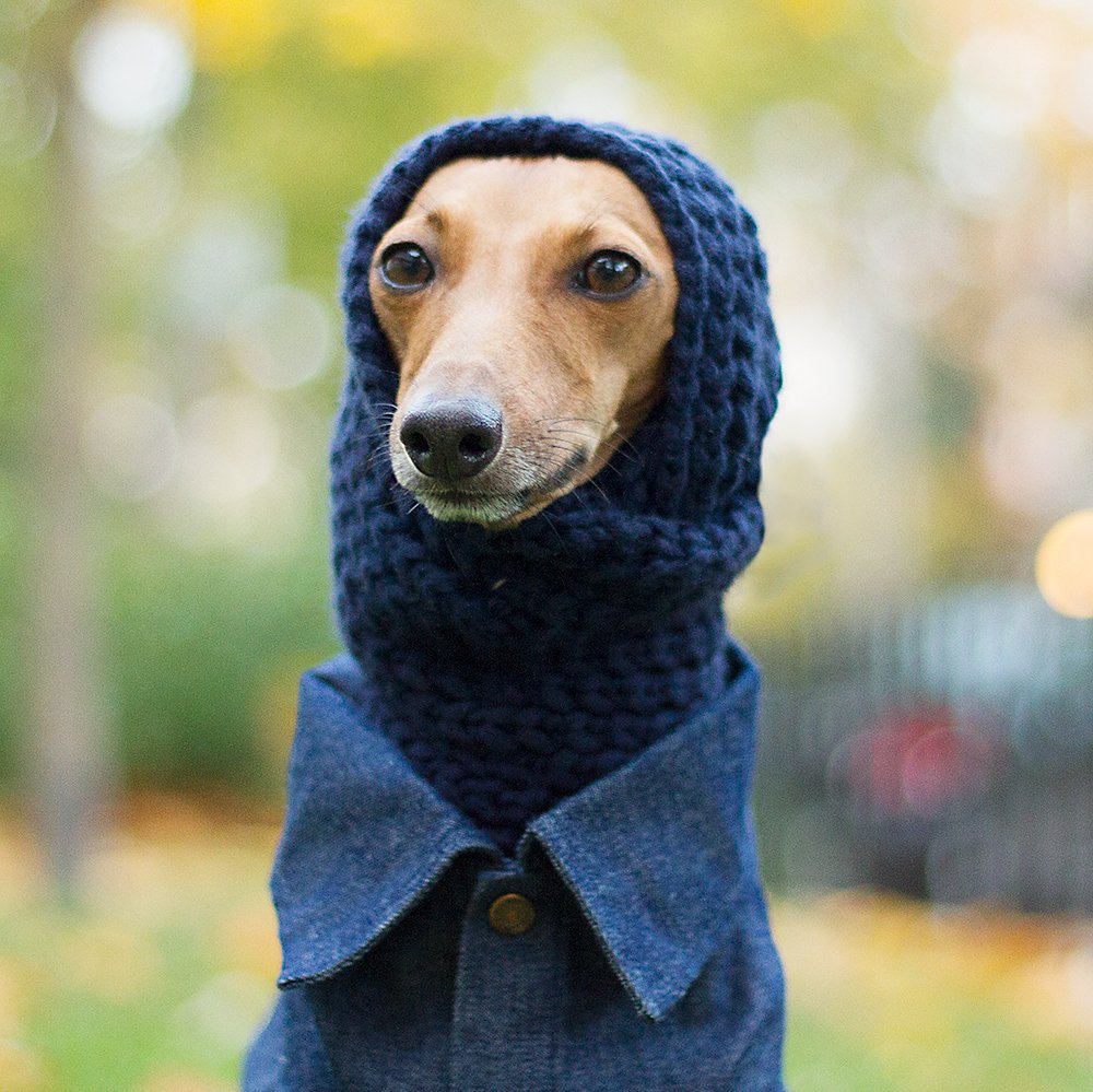 iggyjoey's tweet photo. I can't hear you, but my ears are warm :) https://t.co/8EaDBiZEiJ