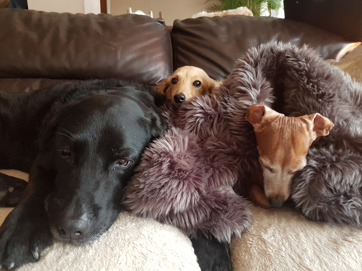 thehoundshotel's tweet photo. Jake is staying for the week. thought we were only taking in ickle dogs ?? Mum just can't say no to this gentle giant . #labradorretriever https://t.co/vvXDqdOTjA