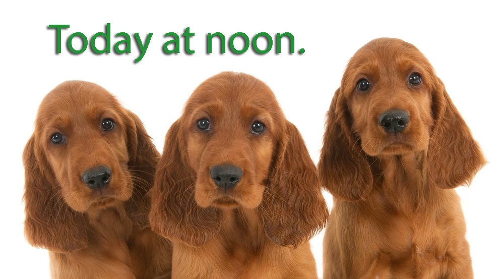 UnleashedOnAir's tweet photo. Irish setters. Get it? #saintpatricksday #unleashed https://t.co/uneJvR2LuN