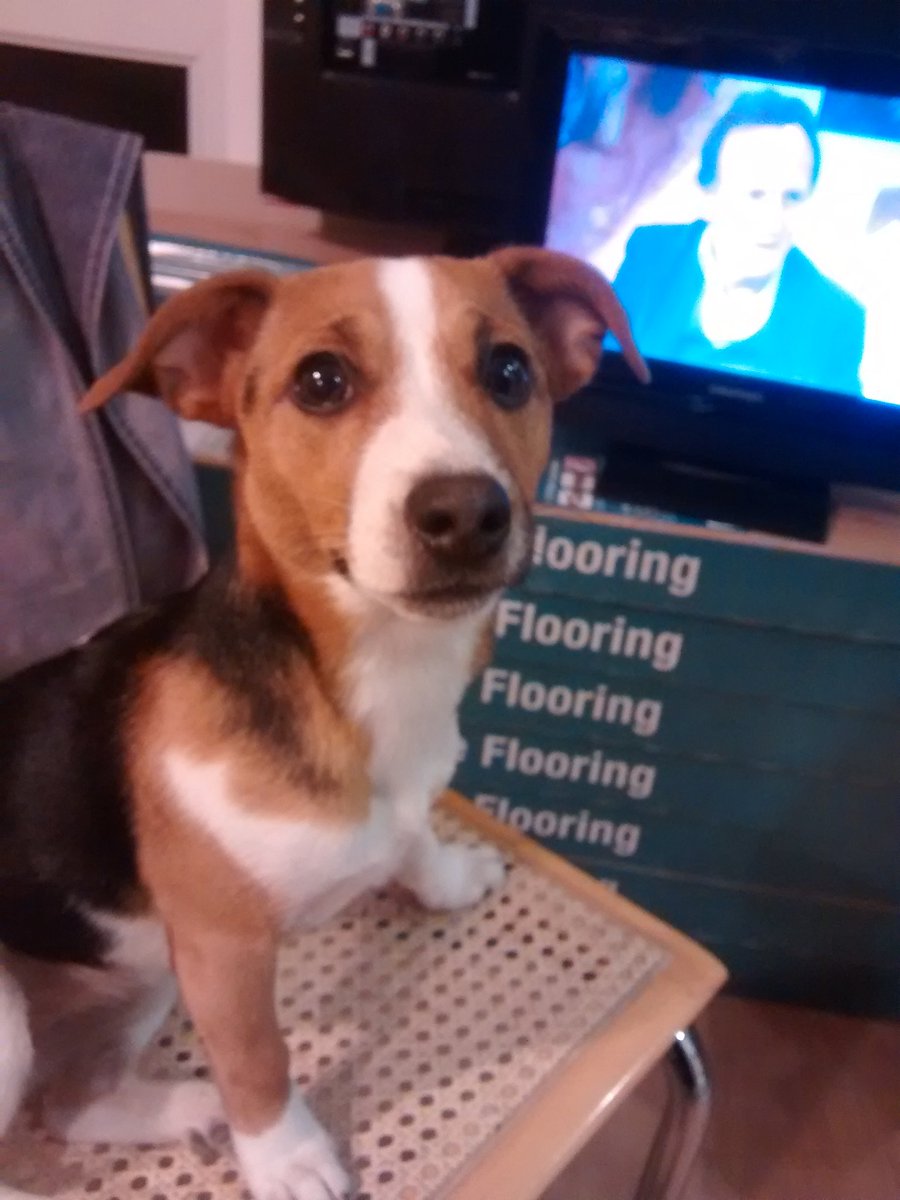 Kipper (Jack Russell bitch pup) loves Crufts! Disappointed JR didn't win terrier class. #crufts2017