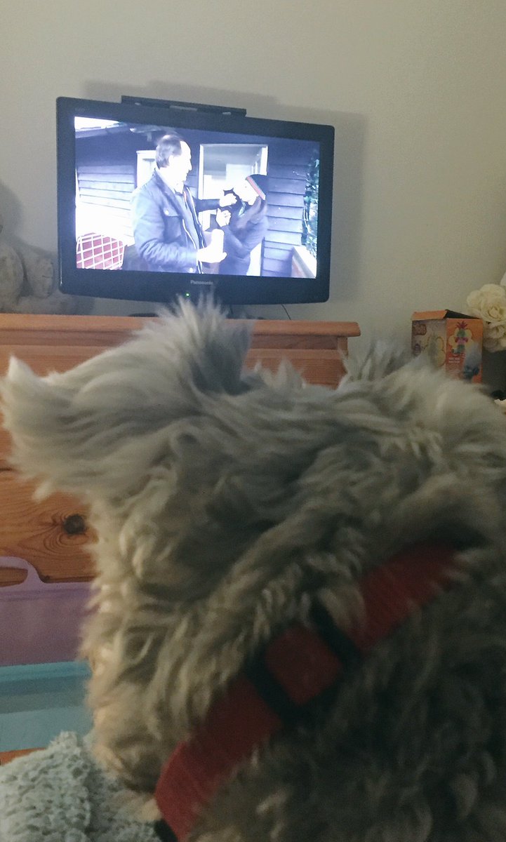 Vocalclaire's tweet photo. Lenny growling at cats on #crufts .. he's got a point! https://t.co/035ziPHB3N