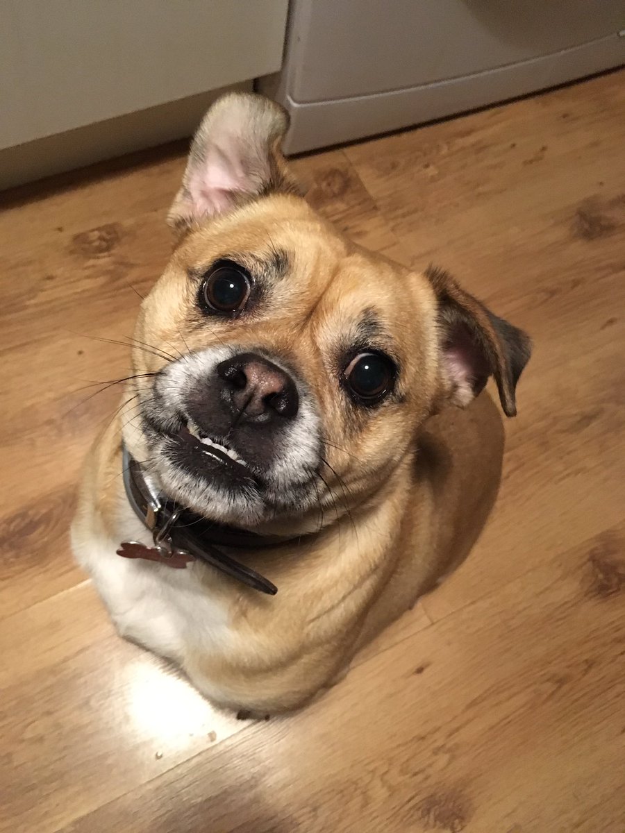 MoolayShibe's tweet photo. Teeth clean. Ear up. Outwards eyed sleepy pup. https://t.co/GsNDUt8lZJ
