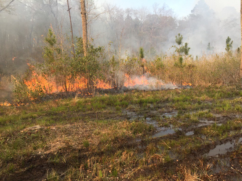 dcone7's tweet image. Good day to burn. #cleanitout