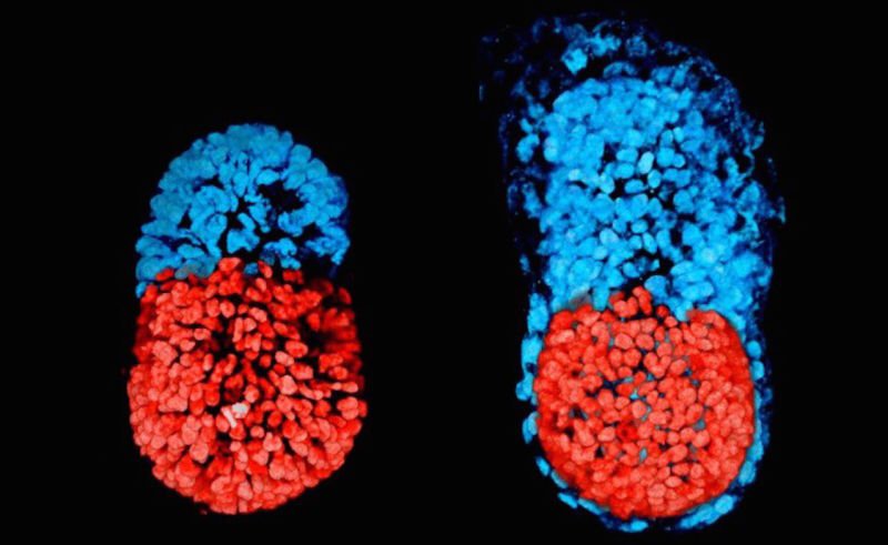 CellWhisperer's tweet photo. #Scientists created first #artificial #embryo without using an #egg or #sperm https://t.co/vaayLat9da #Science #Stemcell #ThursdayThoughts https://t.co/V6vn0IlsmG