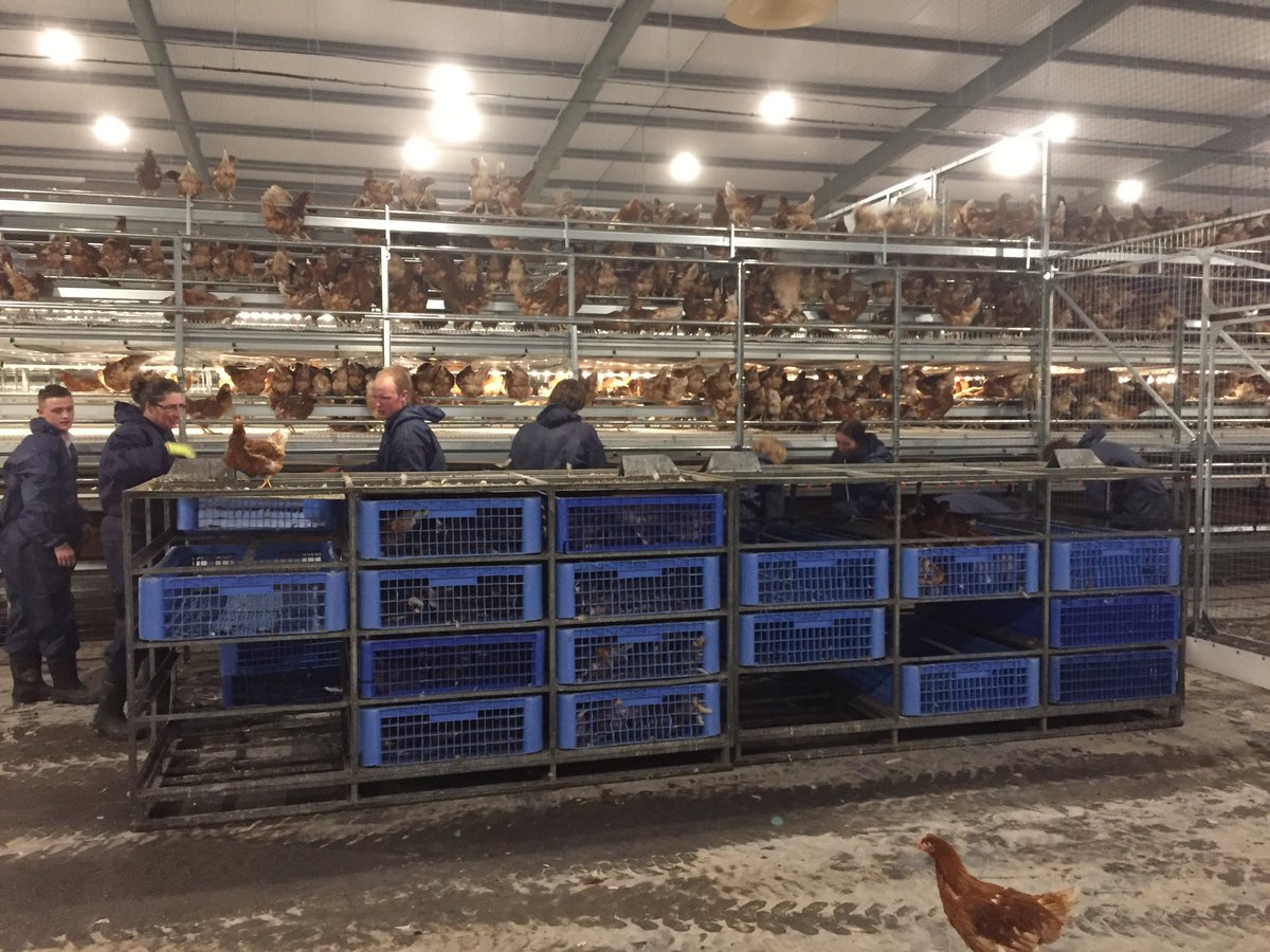 uk_jansen's tweet photo. Birds going into a 64,000 bird @JansenPoultryEq #AviaView unit in Scotland today. Eggs going to @lakesfreerange https://t.co/5pIiPMPZkR